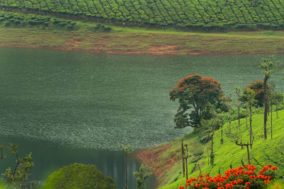 valparai, tea estate, laborers, athirapally, valparai, pollachi papyrus, papyrus itineraries, anamalais, anamalai tiger reserve, wildlife photography, nature conservation foundation, ncf, road trip