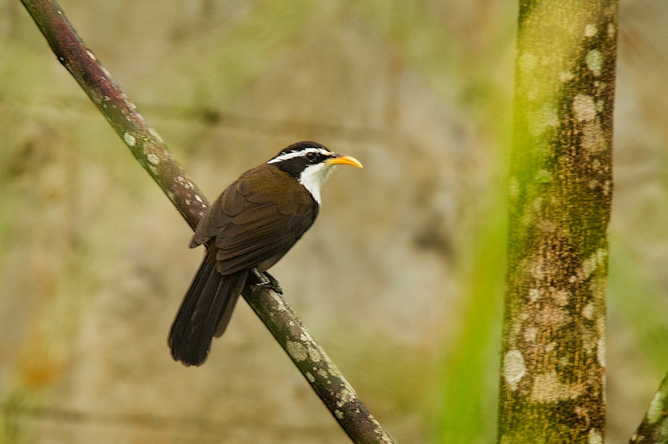 scimitar babbler, bird-watching, nature tour, athirapally, valparai, pollachi papyrus, papyrus itineraries, anamalais, anamalai tiger reserve, wildlife photography, nature conservation foundation, ncf, road trip