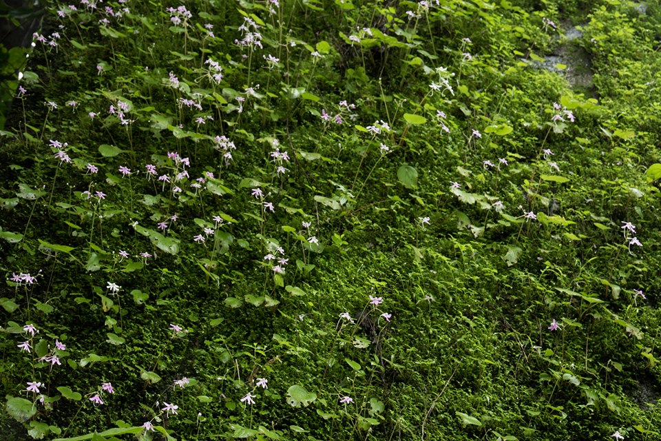 wild flowers, ferns, roadside, maidenhair, trifoliate, bird-watching, nature tour, athirapally, valparai, pollachi papyrus, papyrus itineraries, anamalais, anamalai tiger reserve, wildlife photography, nature conservation foundation, ncf, road trip