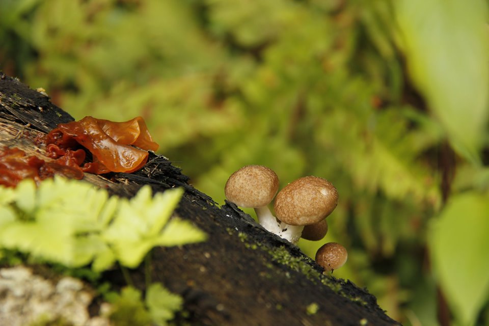 fungi, monsoon, bracket fungi, bird-watching, nature tour, athirapally, valparai, pollachi papyrus, papyrus itineraries, anamalais, anamalai tiger reserve, wildlife photography, nature conservation foundation, ncf, road trip