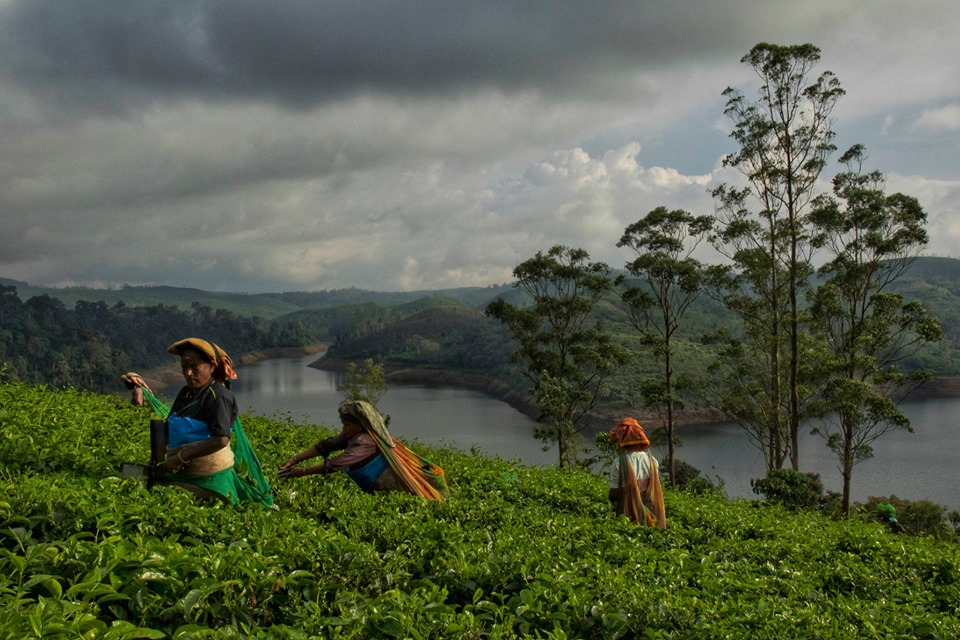 valparai, tea estate, laborers, athirapally, valparai, pollachi papyrus, papyrus itineraries, anamalais, anamalai tiger reserve, wildlife photography, nature conservation foundation, ncf, road trip