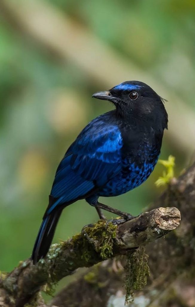 malabar whistling thrush, bird-watching, nature tour, athirapally, valparai, pollachi papyrus, papyrus itineraries, anamalais, anamalai tiger reserve, wildlife photography, nature conservation foundation, ncf, road trip