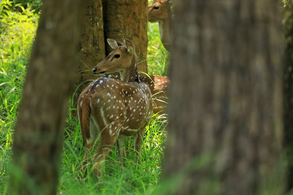 parambikulam, parambikulam tiger reserve, pollachi papyrus, bamboo raft, perivari island, jungle stay, papyrus itineraries, nature tours, western ghats, travel blog, bird watching, anamalais, anamalai tiger reserve, anamalai hills