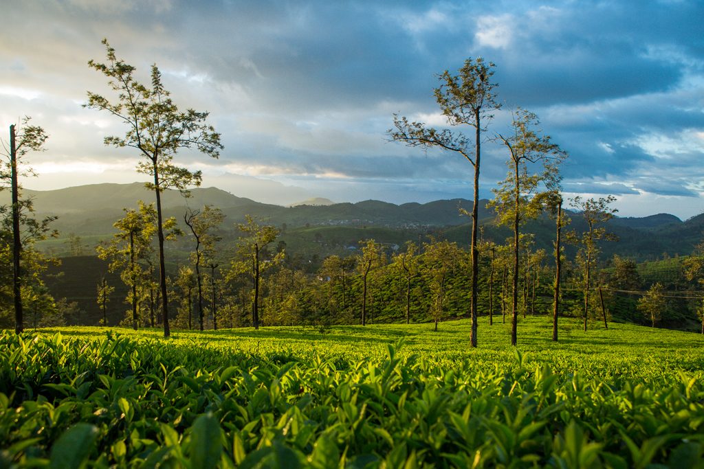 mangorange, sinnadorais, colonial bungalow, plantattion bungalow, tea estate, gudalur, nilgiris, home stay, nature resort, pollachi papyrus, papyrus itineraries, ooty