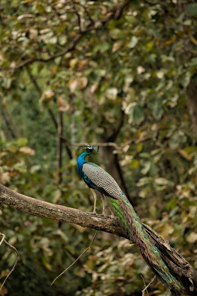 parambikulam, parambikulam tiger reserve, pollachi papyrus, bamboo raft, perivari island, jungle stay, papyrus itineraries, nature tours, western ghats, travel blog, bird watching, anamalais, anamalai tiger reserve, anamalai hills