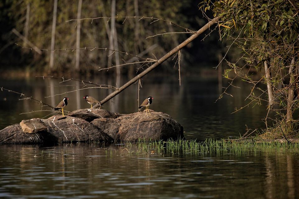 parambikulam, parambikulam tiger reserve, pollachi papyrus, bamboo raft, perivari island, jungle stay, papyrus itineraries, nature tours, western ghats, travel blog, bird watching, anamalais, anamalai tiger reserve, anamalai hills