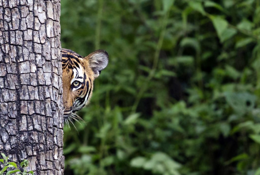 tiger, Photographic field guide, South India, wildlife, photography, birds, mammals. reptiles, fishes, aquatic, surya ramachandran, pollachi papyrus, anamalais, anamalai tiger reserve, nilgiris, munnar, ooty, western ghats, conservation