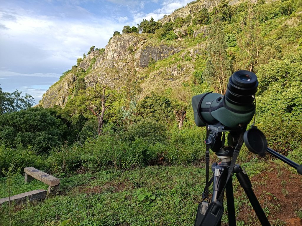 scope binoculars, nature trail, nilgiris, wildlife photography, pollachi papyrus, papyrus, shaheen falcon, black eagle, bonelli's eagle, sloth bear, leopard, tiger, elephants, travel blog, nature blog, kotagiri, masinagudi, mudumalai, conservation, swarowski, naturalist, sambar, gaur, 