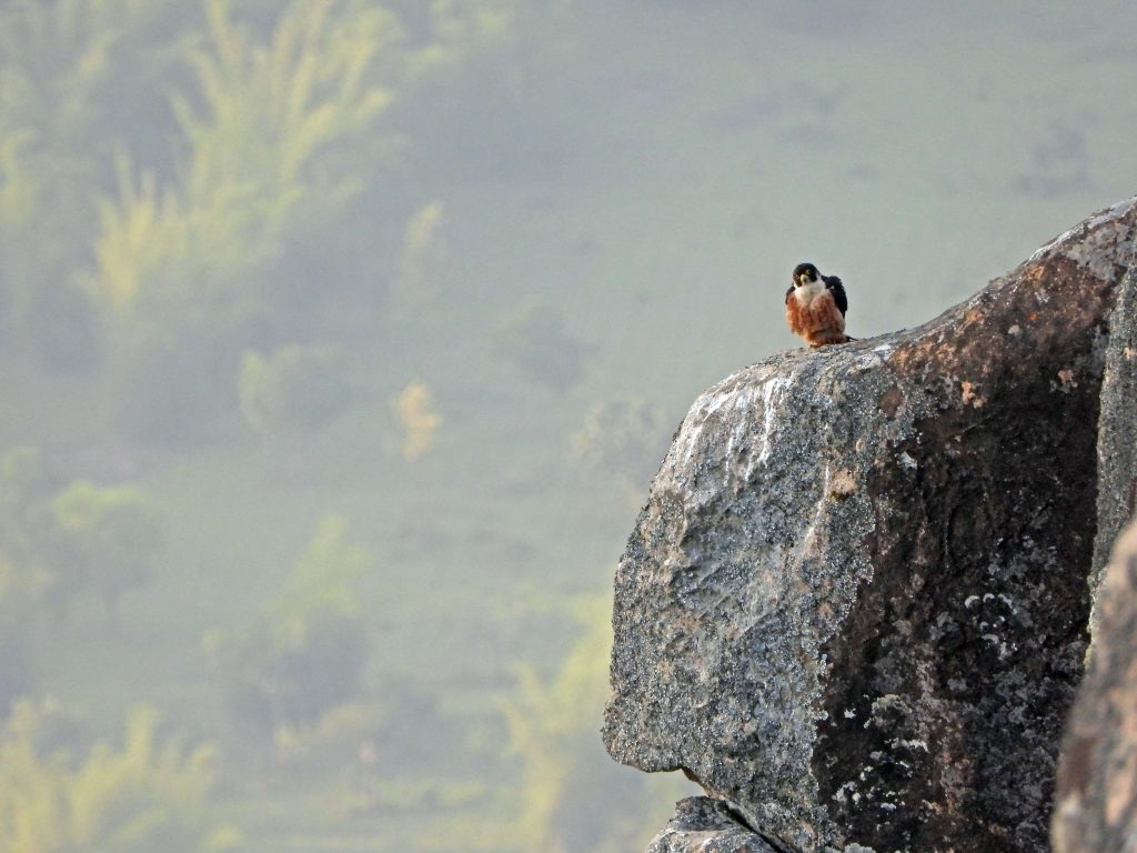 scope binoculars, nature trail, nilgiris, wildlife photography, pollachi papyrus, papyrus, shaheen falcon, black eagle, bonelli's eagle, sloth bear, leopard, tiger, elephants, travel blog, nature blog, kotagiri, masinagudi, mudumalai, conservation, swarowski, naturalist, sambar, gaur, 