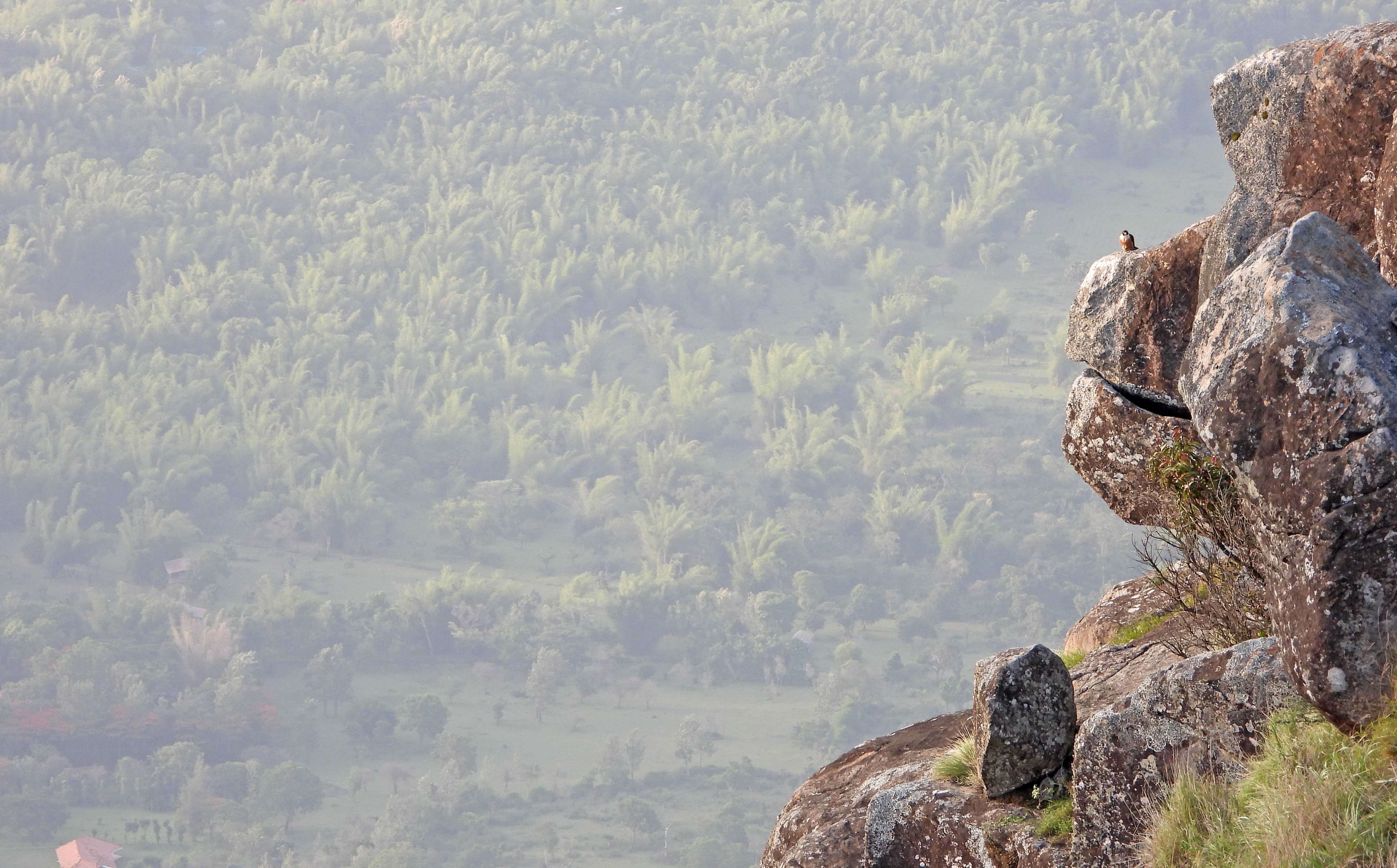 scope binoculars, nature trail, nilgiris, wildlife photography, pollachi papyrus, papyrus, shaheen falcon, black eagle, bonelli's eagle, sloth bear, leopard, tiger, elephants, travel blog, nature blog, kotagiri, masinagudi, mudumalai, conservation, swarowski, naturalist, sambar, gaur,