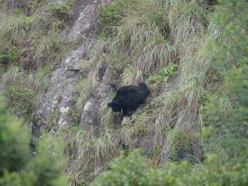 scope binoculars, nature trail, nilgiris, wildlife photography, pollachi papyrus, papyrus, shaheen falcon, black eagle, bonelli's eagle, sloth bear, leopard, tiger, elephants, travel blog, nature blog, kotagiri, masinagudi, mudumalai, conservation, swarowski, naturalist, sambar, gaur, 