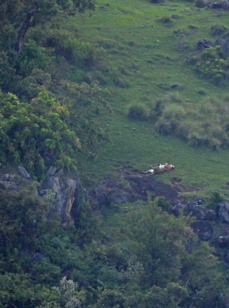 scope binoculars, nature trail, nilgiris, wildlife photography, pollachi papyrus, papyrus, shaheen falcon, black eagle, bonelli's eagle, sloth bear, leopard, tiger, elephants, travel blog, nature blog, kotagiri, masinagudi, mudumalai, conservation, swarowski, naturalist, sambar, gaur, 