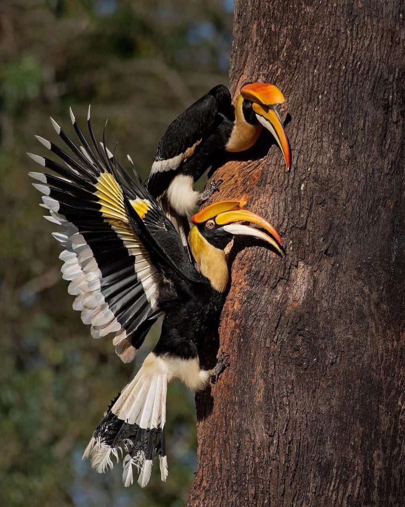 Great Hornbill, hornbill, valparai, bird watching, anamalai tiger reserve, monsoon, pollachi papyrus, papyrus itineraries, nature walk, trekking