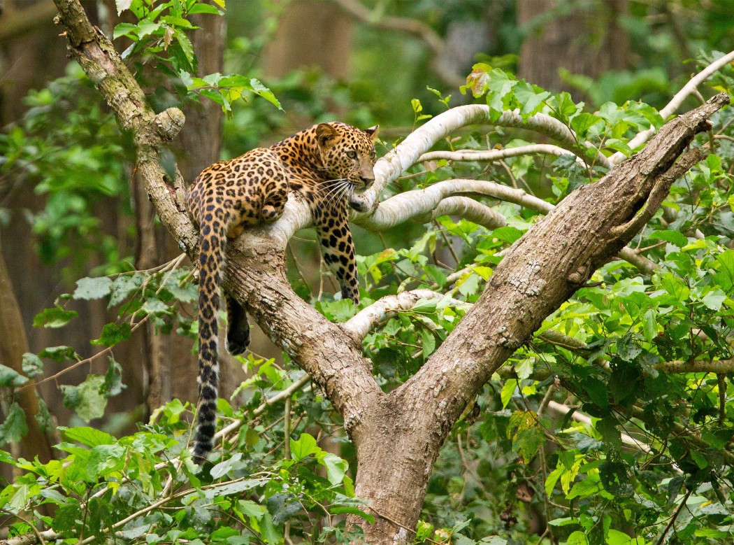 Kabini wildlfie tour, kabini, leopard, , thadam experiences, Pollachi, Coimbatore, photo tour, photography