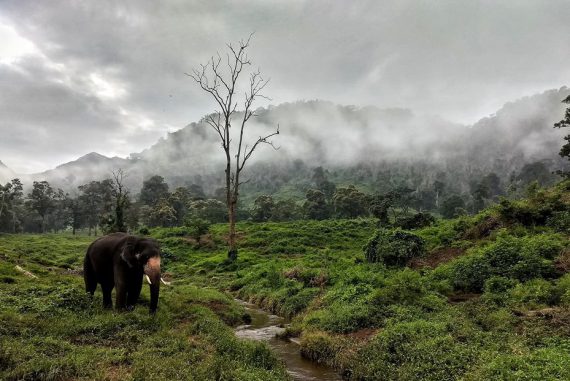 Topslip Tourism - Vinayaka Chathurthi was celebrated at Chinnar and  Kozhikamudhi elephant camps in Top Slip, Anamalai Tiger Reserve