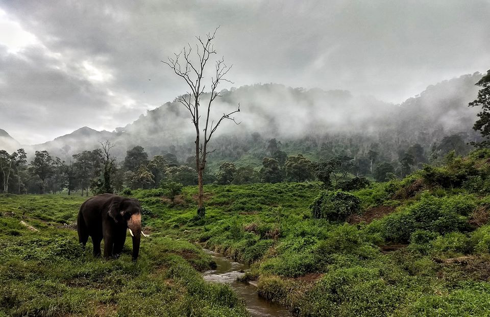 Kozhikamuthi Elephant Camp TopSlip