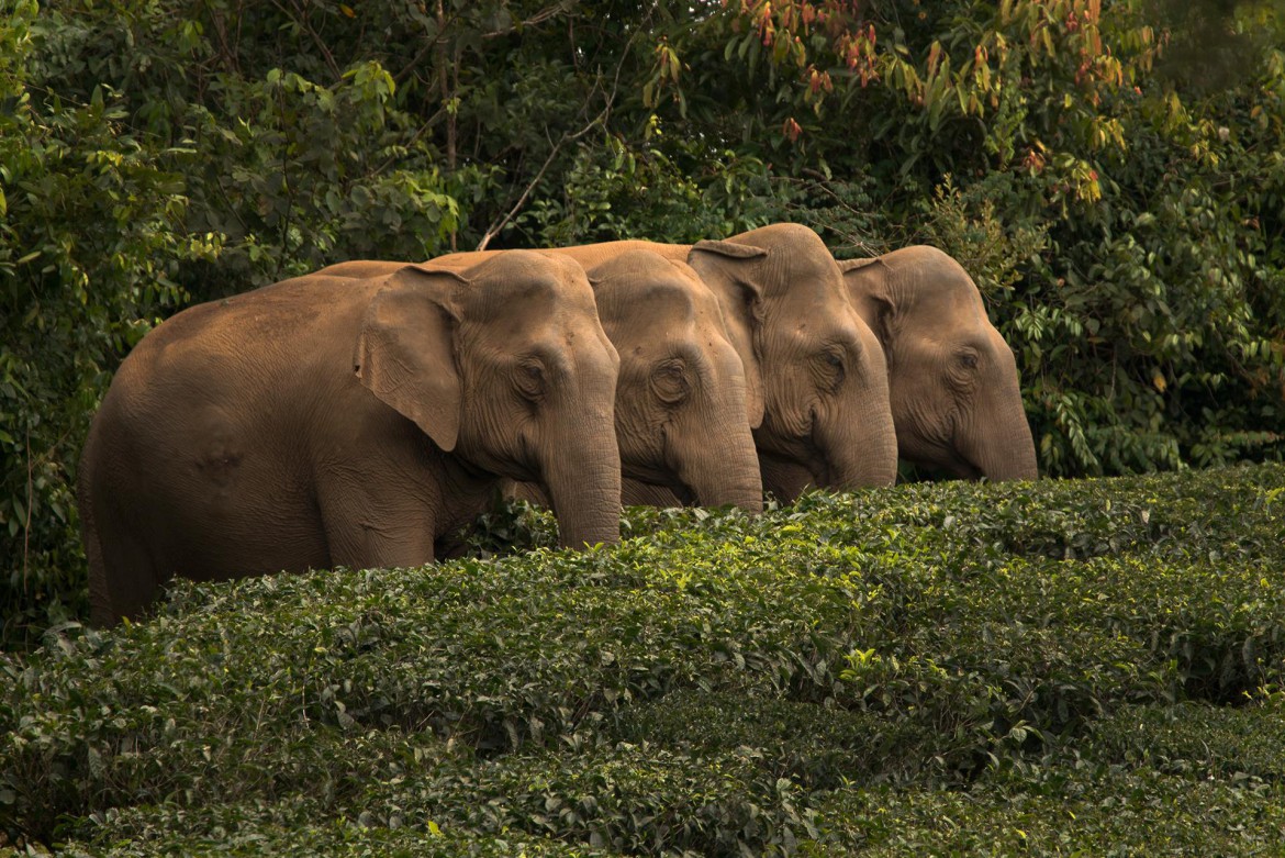 anamalai hills, elephant hills, icons of anamalais, valparai, man animal conflict, nature conservation foundation, forest fragmentation, elephant emotions, gentle giants, elephants, asian elephant,