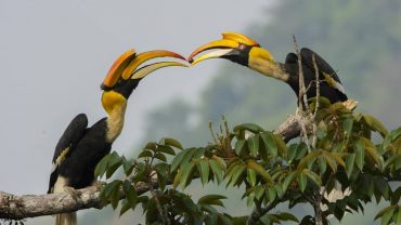 Great Hornbill, hornbill, valparai, bird watching, anamalai tiger reserve, monsoon, pollachi papyrus, papyrus itineraries, nature walk, trekking